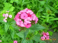 garten juni 2 013.webp