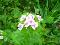 garten juni 2 014.webp