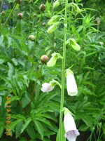 garten juni 2 015.webp