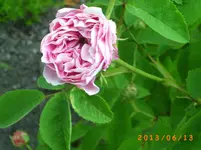 garten juni 2 017.webp