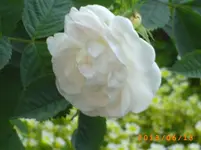 garten juni 2 018.webp