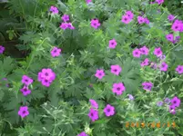 garten juni 2 020.webp