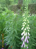 garten juni 2 021.webp