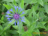 garten juni 2 022.webp