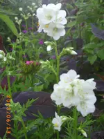 garten juni 2 024.webp