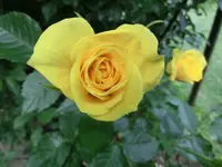 CIMG3523.webp