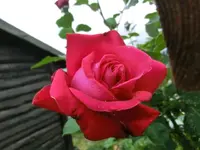 CIMG3525.webp