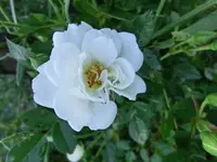 CIMG3527.webp