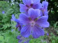 CIMG3533.webp