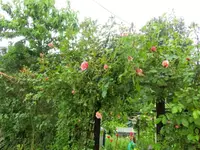 CIMG3539.webp