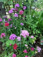 CIMG3537.webp