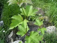 BILD2104.webp