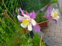 P1060482.webp