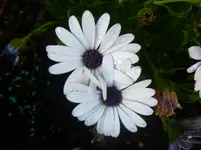 P1060477.webp