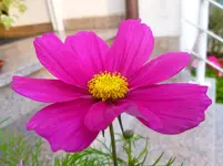 P1060410.webp