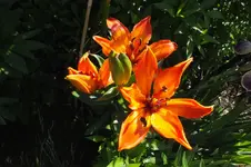 2013_0613Frühling0001.webp