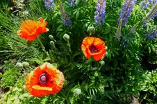 2013_0613Frühling0009 mohn lupine.webp