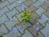 CIMG5927.webp