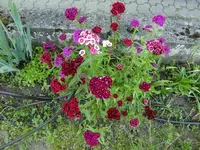 CIMG5897.webp