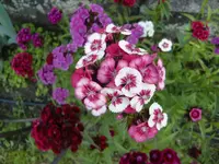CIMG5898.webp