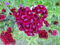 CIMG5899.webp