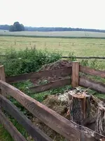 KompostBrennessel14_6_13.webp