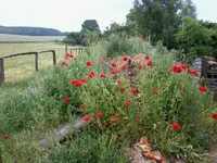MohnErde14_6_13.webp