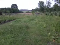 WieseKartoffeln14_6_13.webp