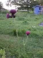 Ackerkratzdistel10_6_13.webp