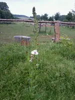 VerbascumWeiß14_6_13.webp
