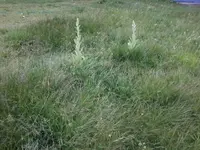 VerbascumWiese14_6_13.webp