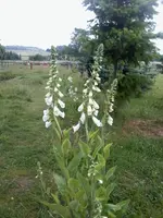 Digitalis14_6_13.webp