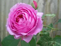 DSCN2200.webp