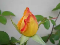 DSCN2211.webp