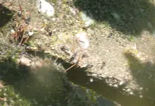 Ameisen Umzug (2).webp