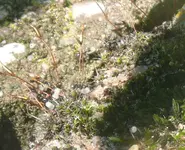 Ameisen Umzug (4).webp