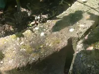 Ameisen Umzug (5).webp