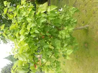 DSCN6538 - Kopie.webp