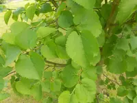 DSCN6539.webp