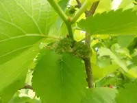 DSCN6540.webp