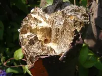 Schädling am Pflaumenbaum.webp