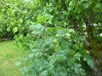 SAM_1127.webp