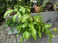 SAM_1126.webp