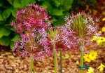 Allium Christophii_1024.jpg