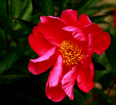 Pfingstrose blüht_1024.webp