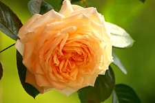 Cream Moondance_erste Blüten_1024.webp