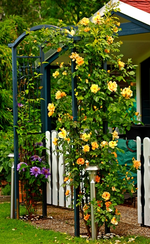 Maigold in Blüte_600.webp