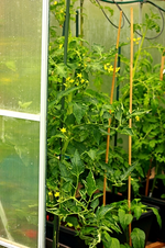 sämtliche Tomaten blühen_500.webp