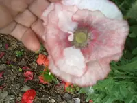 mohn.webp