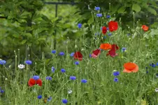 _DSC1834.webp